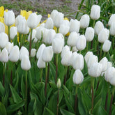 7 Tulipes Triomphe Royal Virgin - Willemse