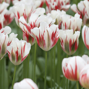 7 Tulipes Viridiflora Flaming spring green - Willemse
