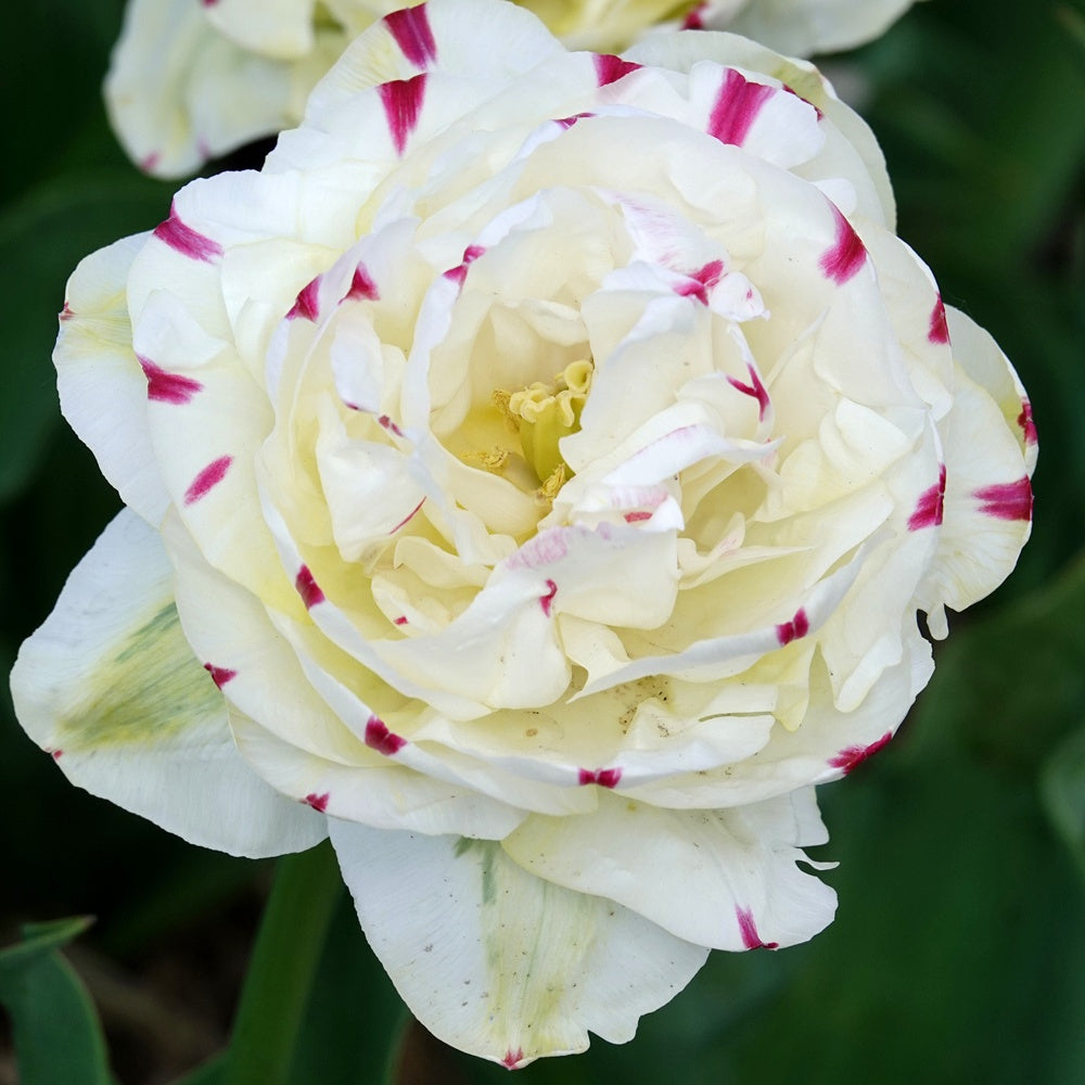 7 Tulipes double Dance line - Tulipa Danceline - Willemse