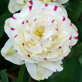 7 Tulipes double Dance line - Tulipa Danceline - Willemse