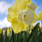 5 Narcisses à grande couronne Avalon - Willemse