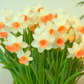 5 Narcisses Iwona - Narcissus cyclamineus Iwona - Willemse