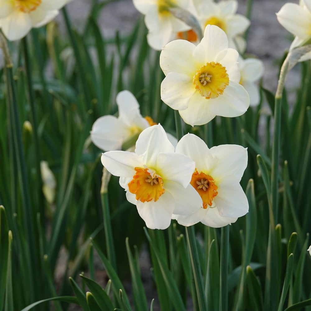 5 Narcisses à petite couronne Barrett Browning - Willemse