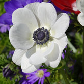 Anémones coronaria The Bride - Willemse