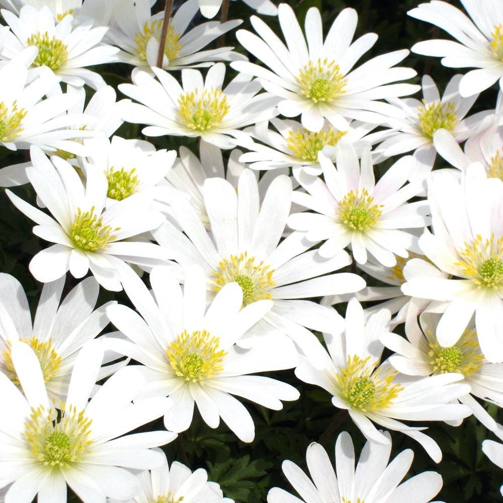 10 Anémones de Grèce White splendour - Willemse