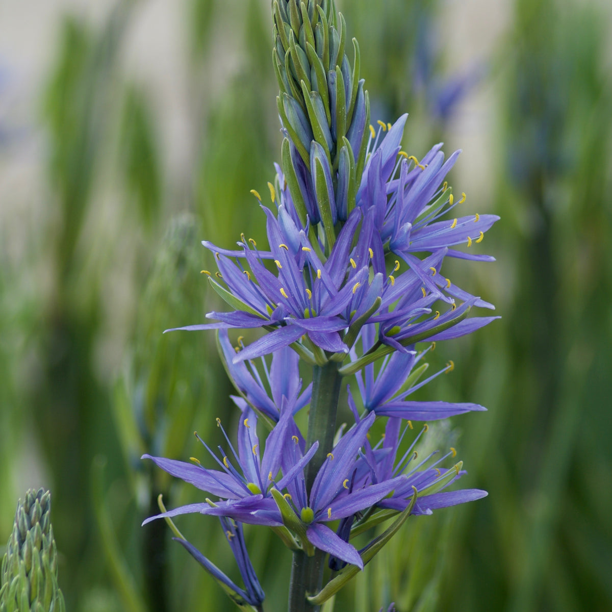 3 Camassies de Leichtlin à fleurs bleues - Camassia leichtlinii suksdorfii - Willemse