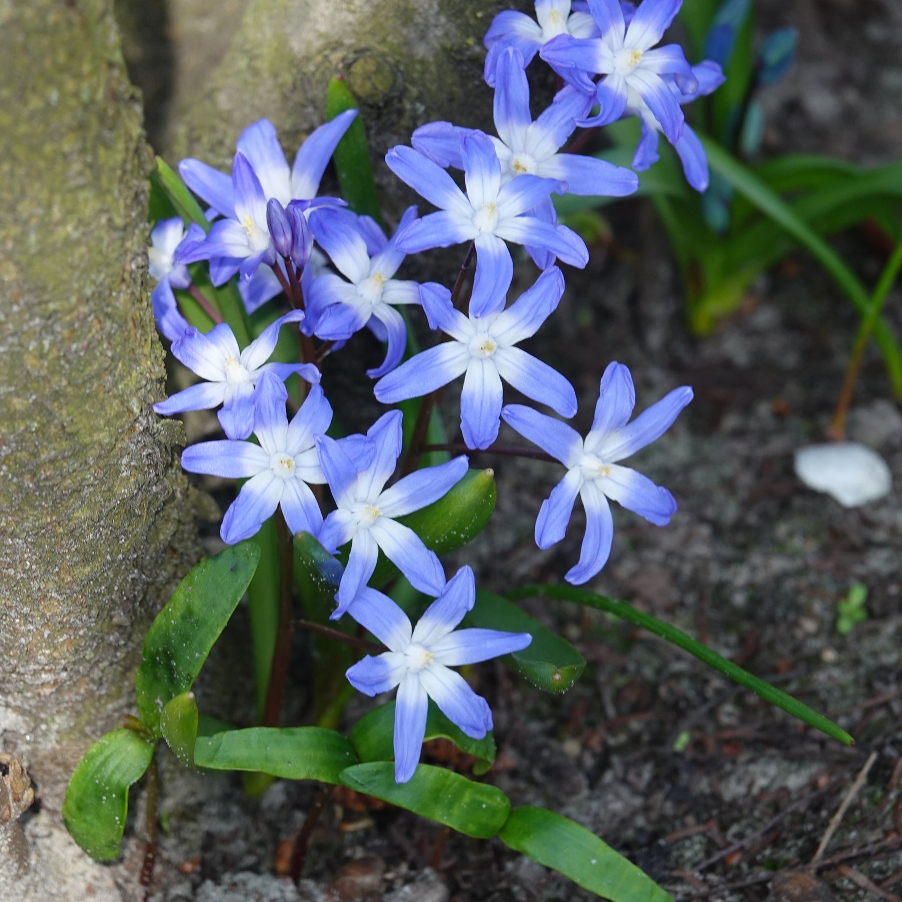 20 Gloire des Neiges 'Forbesii' - Willemse