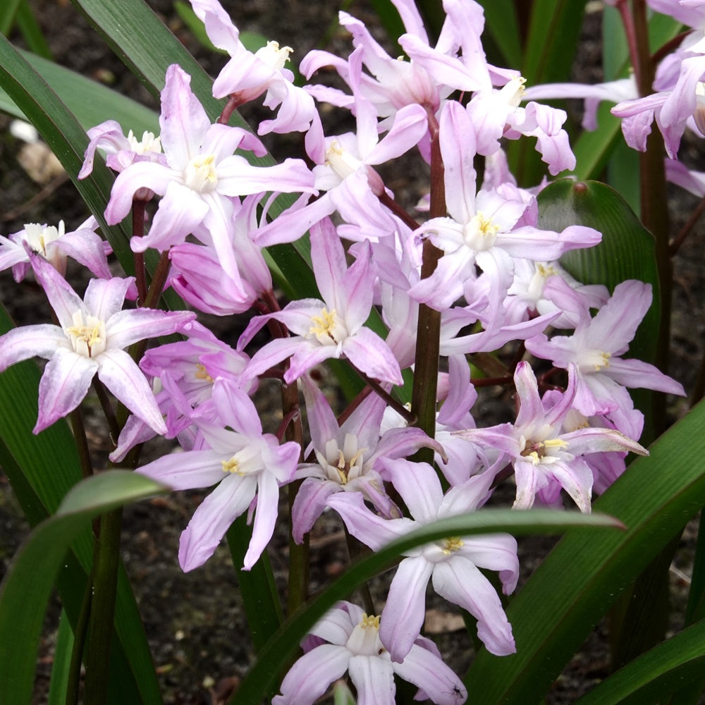 20 Gloire des Neiges 'Pink Giant' - Willemse