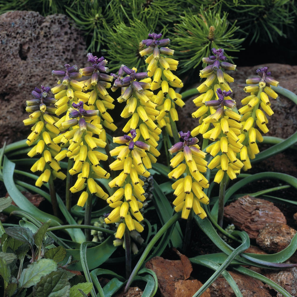 5 Muscaris jaune Golden Fragrance - Willemse
