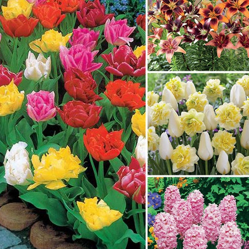 100 bulbes de printemps - Willemse