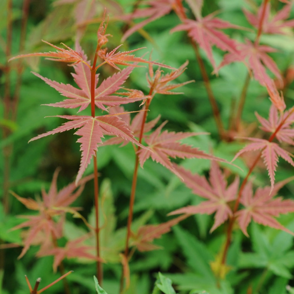 Erable du Japon - Erable du Japon Phoenix - Acer palmatum phoenix