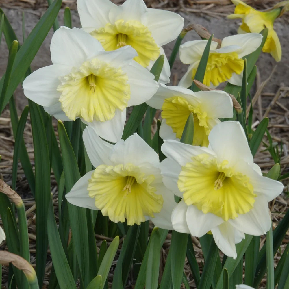 Vente Bulbes de printemps pour massif rouge et blanc  - 
