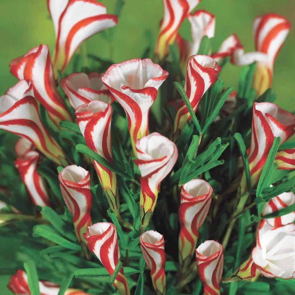 10 Oxalis striés - Willemse