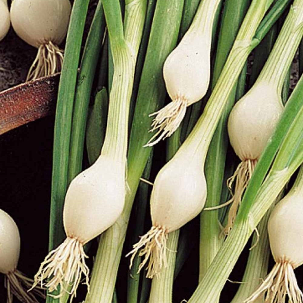 Allium cepa lisboa - Oignon Blanc de Lisbonne - Graines d'oignons
