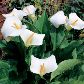 Arum - 2 Arums blanc d'Ethiopie - Zantedeschia aethiopica