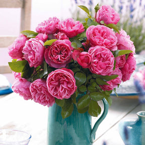 Rosier floribunda Leonardo da Vinci ® Medeauri - Rosa floribunda Leonardo Da Vinci ® Meideauri - Willemse