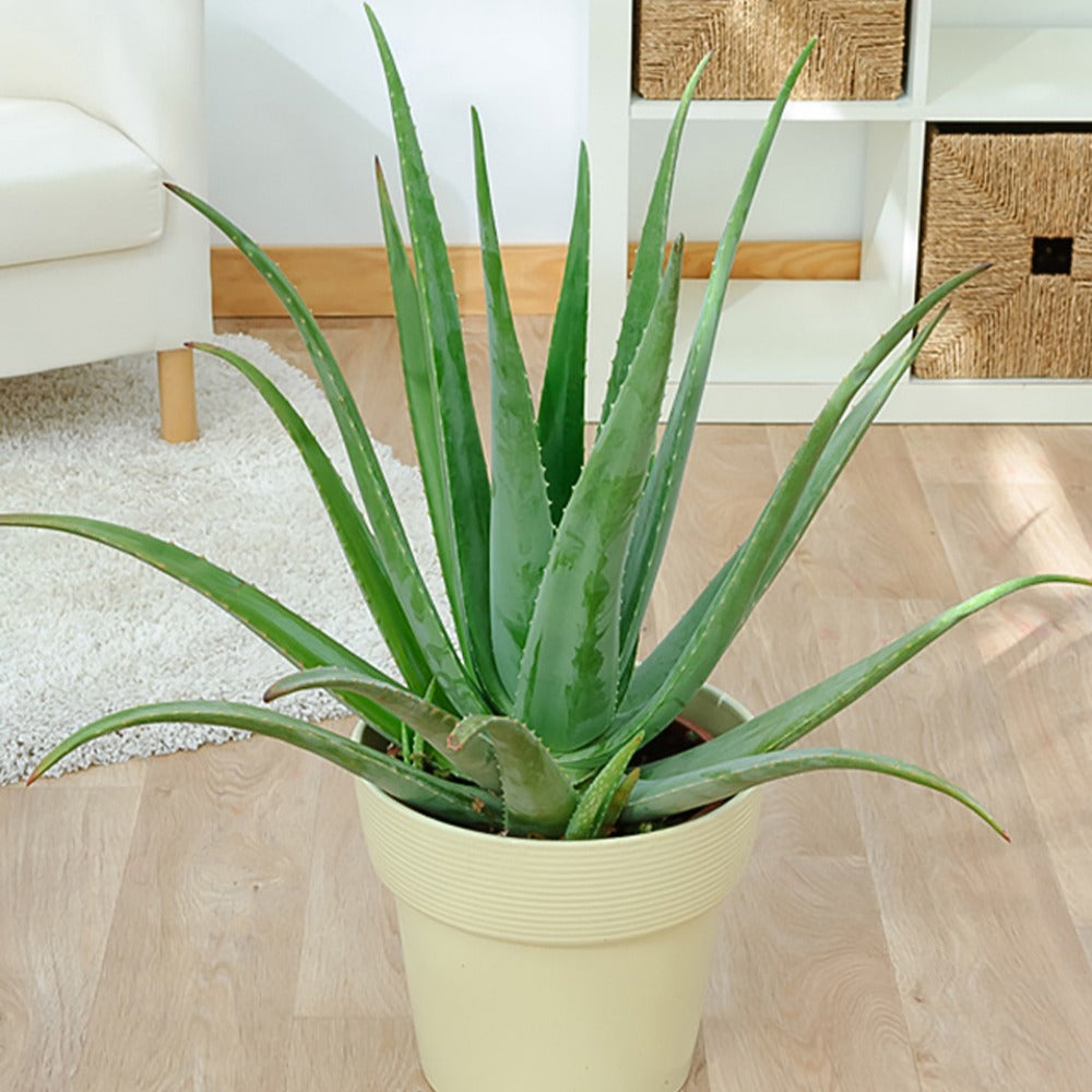 Aloe vera - Aloe vera - Aloe vera