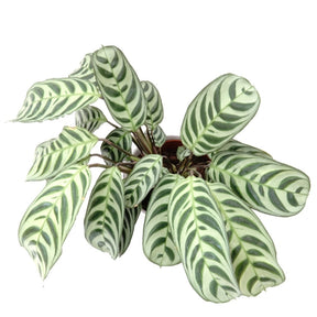 Plantes vertes - Dormeuse - Ctenanthe burle-marxii