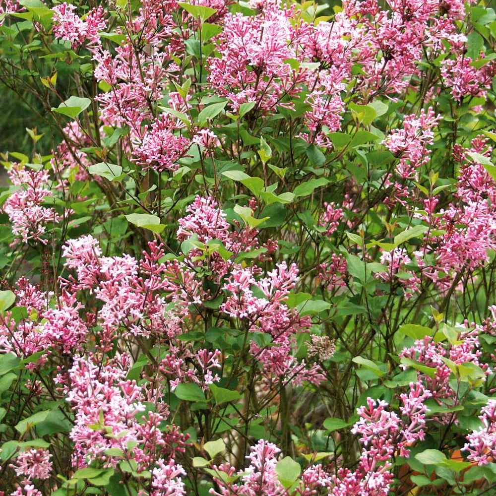 Lilas parfum rose - Willemse