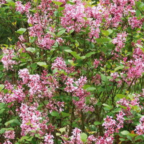 Lilas parfum rose - Willemse
