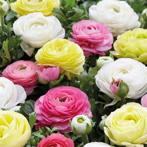 30 Renoncules pastel jaune, blanc, rose en mélange - Willemse