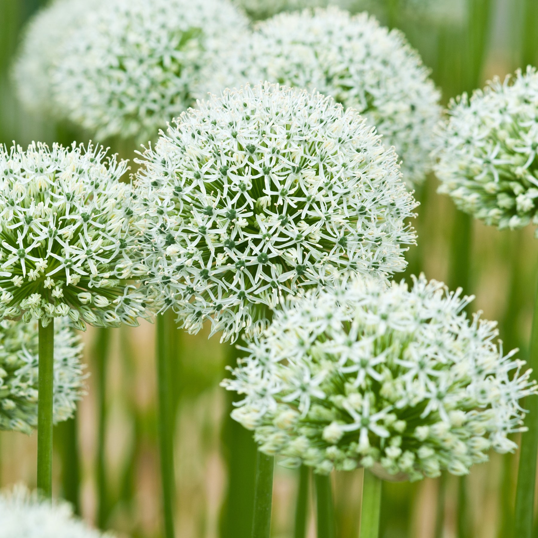 Vente 2 Alliums Mount Everest - Allium stipitatum mount everest