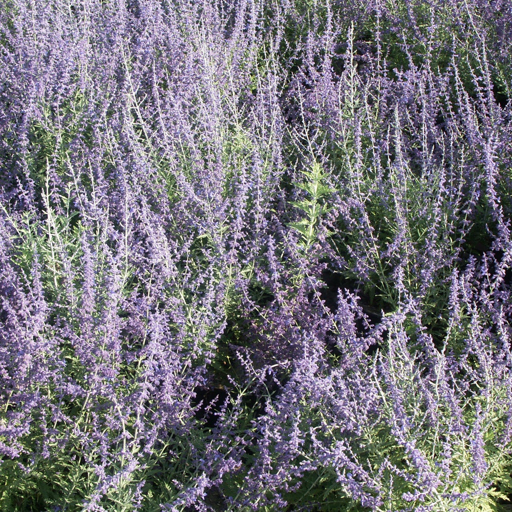 Perovskia atriplicifolia blue spire - Perovskia atriplicifolia Blue spire - Sauges
