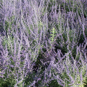 Perovskia atriplicifolia blue spire - Perovskia atriplicifolia Blue spire - Sauges