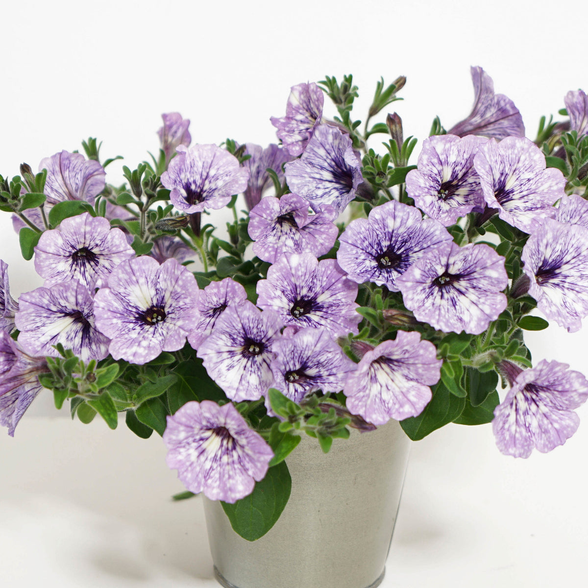 3 Pétunias Lavender Sky - Willemse