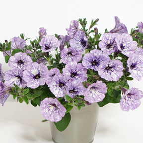 3 Pétunias Lavender Sky - Willemse
