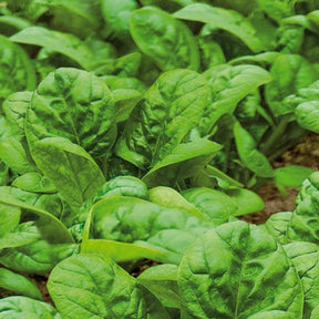 Epinard Nores - Beta vulgaris nores - Willemse