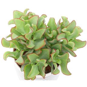 Crassula arborescens Curly Green - Crassula Arborescens 'Curly Green' - Crassula