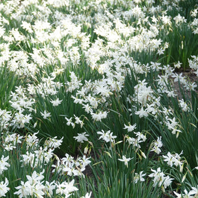 Narcissus triandrus Thalia - 7 Narcisses Thalia - Narcisse