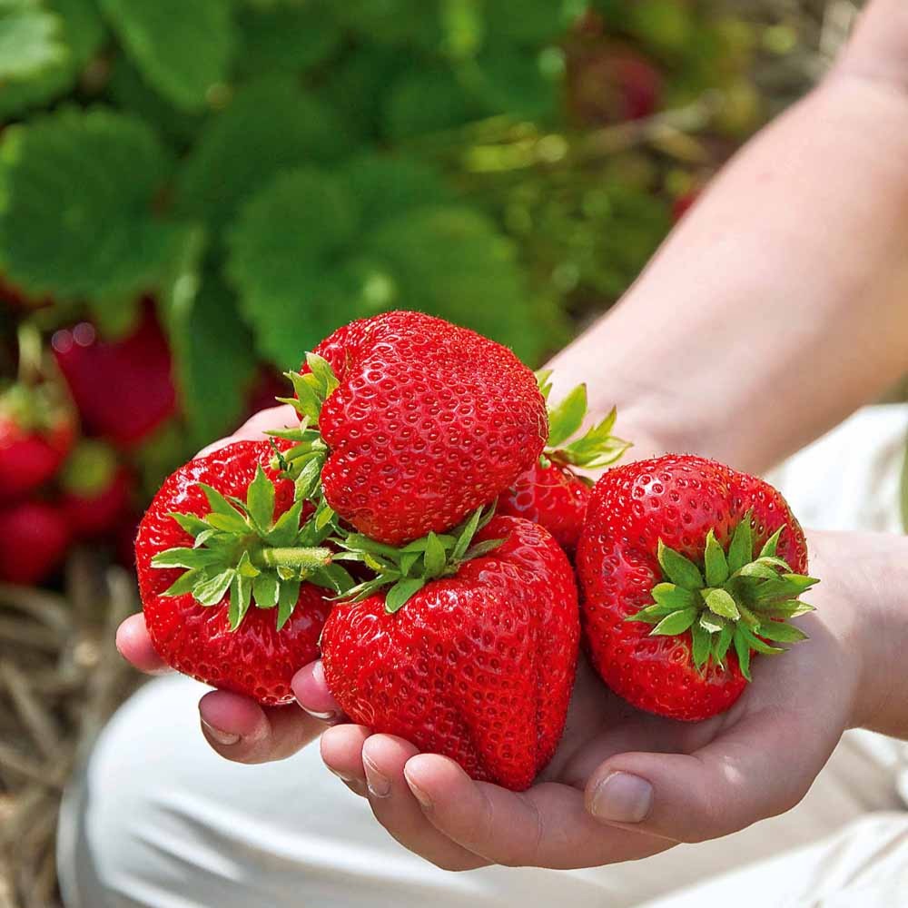 Collection de 60 fraisiers à récoltes échelonnées - Willemse