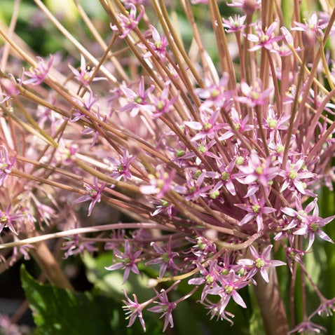 Allium - 5 Alliums Schubertii - Allium schubertii